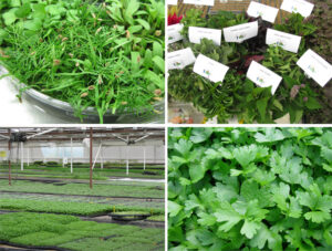 the chefs garden micro herbs, micro greens Ohio