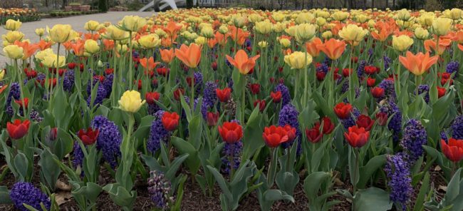 Mother's Day Columbus 2020
