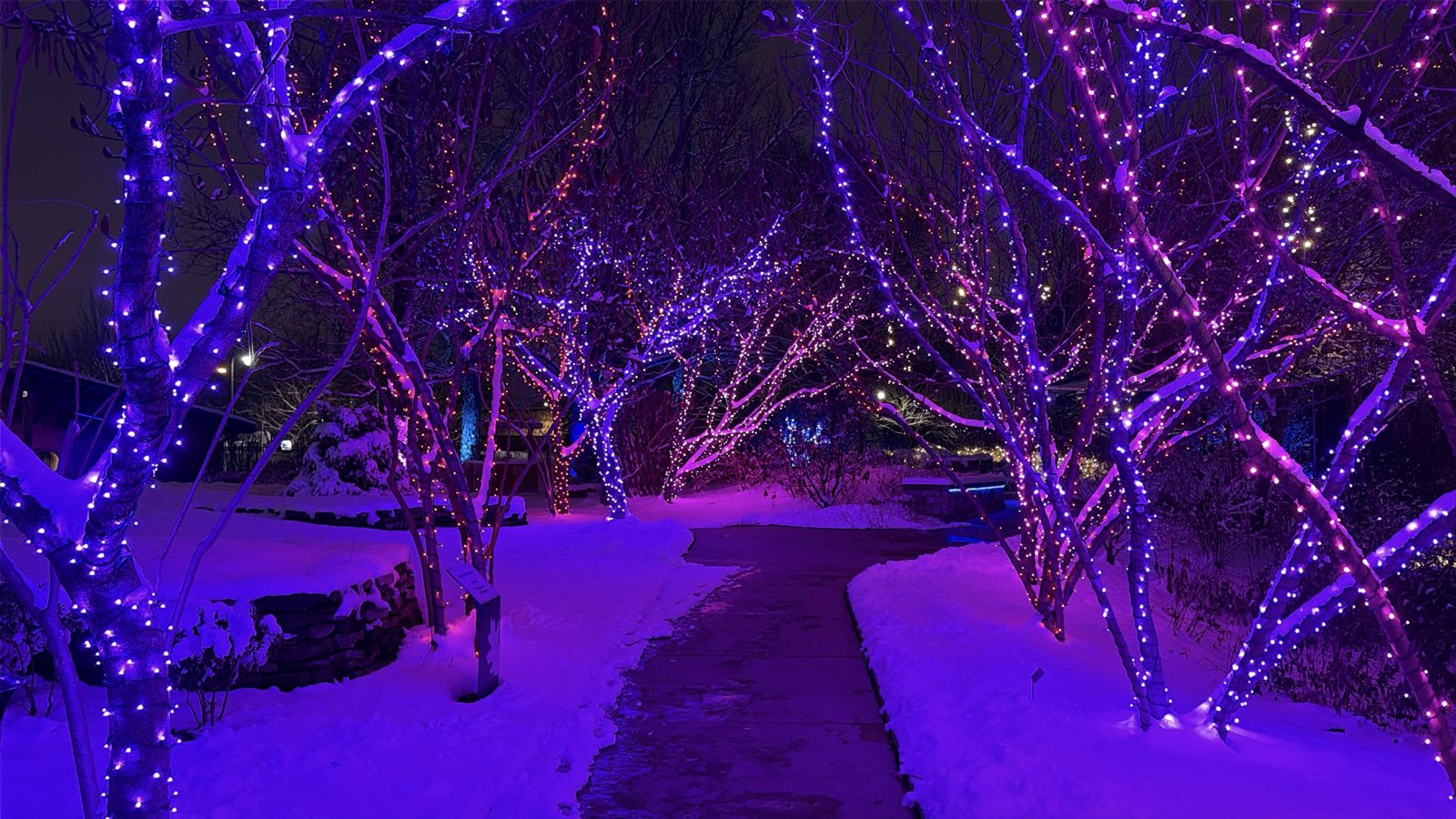 A snowy path through trees wrapped in purple and blue holiday lights