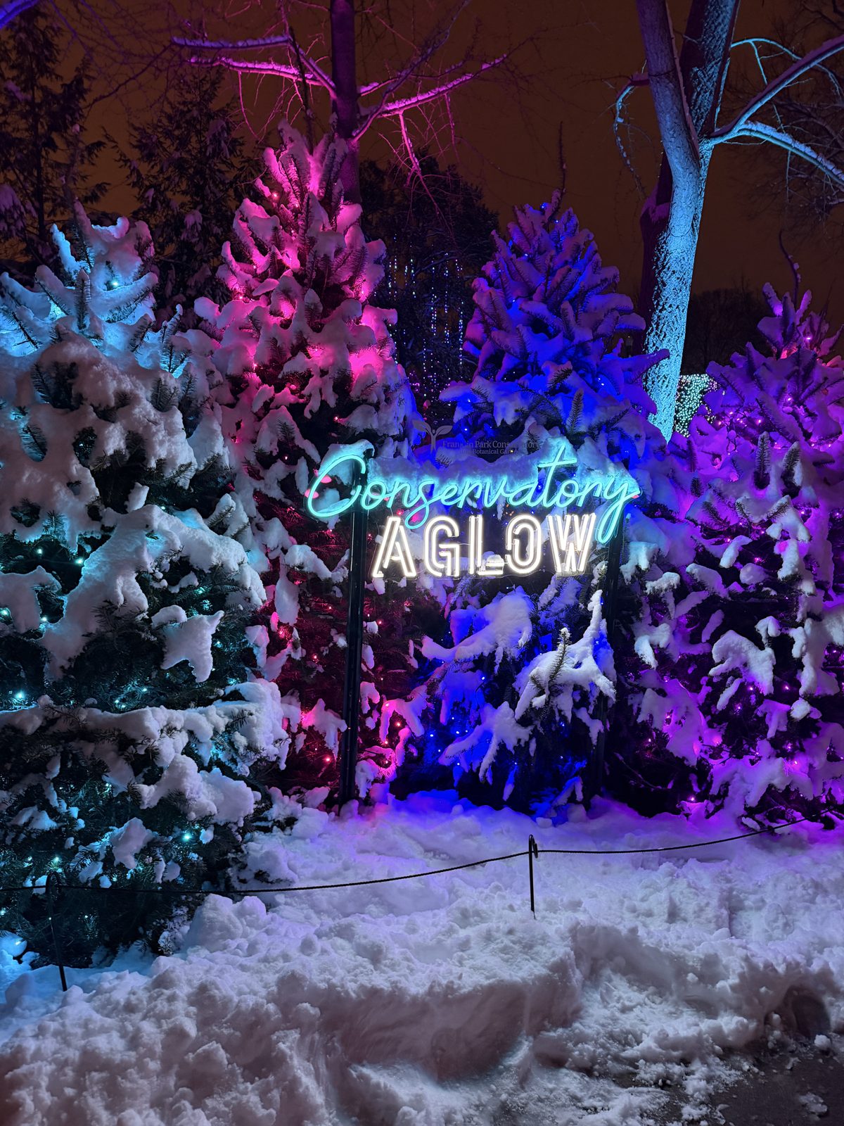 A neon Conservatory Aglow sign among snow-covered evergreens lit pink, blue, and purple